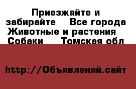 Приезжайте и забирайте. - Все города Животные и растения » Собаки   . Томская обл.